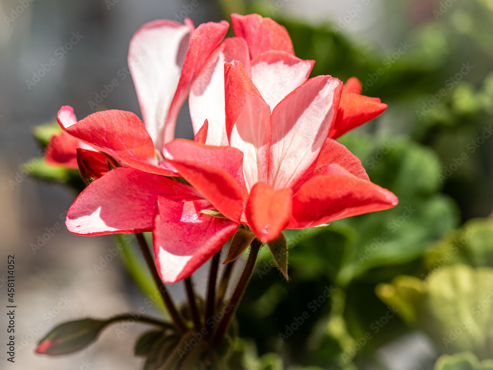 Geranio appena sbocciato A bud of freshly hatched geranium Geranio appena sbocciato A bud of freshly hatched geranium