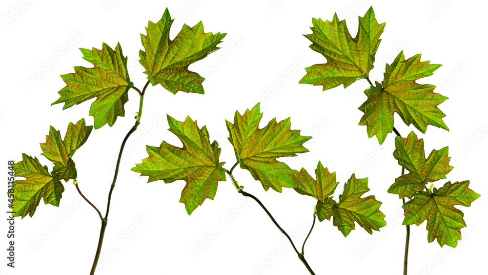 Maple leaf set. Isolated. Spring young greenery for decoration. Maple leaf set. Isolated. Spring young greenery for decoration.