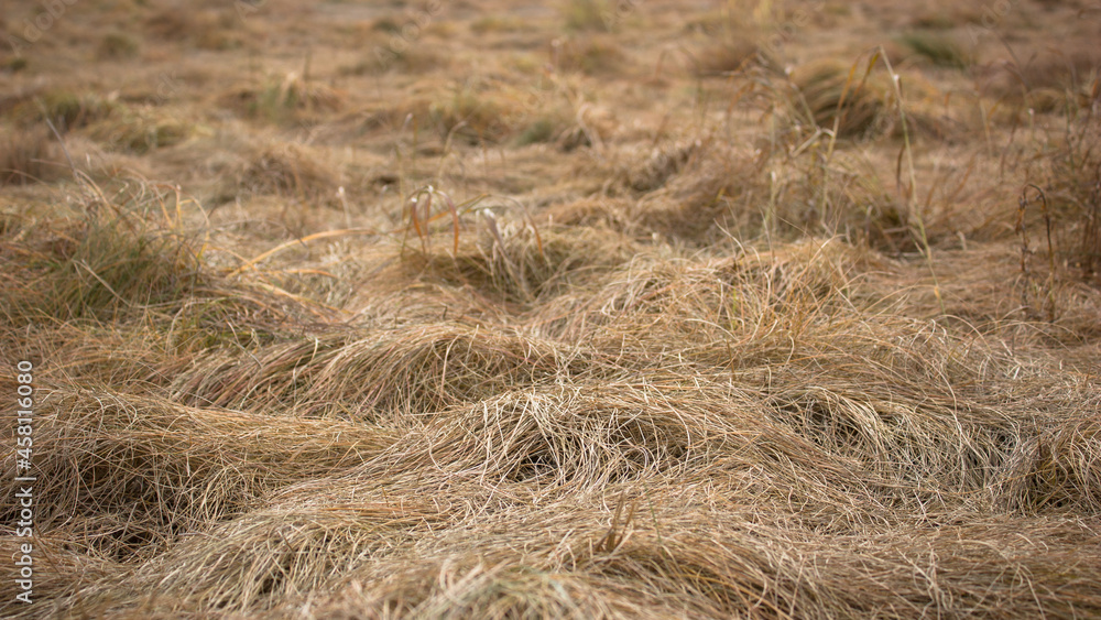 Natural autumn background: A fragment of an autumn field with yellowed lodged grass Natural autumn background: A fragment of an autumn field with yellowed lodged grass