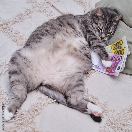 A big fat cat is lying with money on the bed with his belly up © Андрей Журавлев