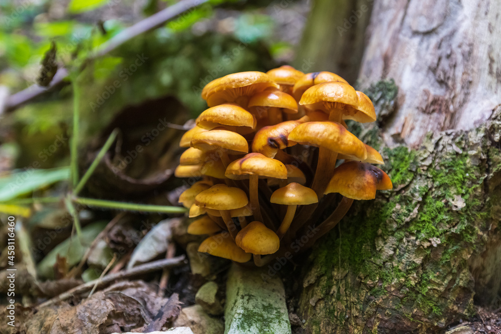 A family of mushrooms near me in the dense oak forest of the reserve. A family of mushrooms near me in the dense oak forest of the reserve.