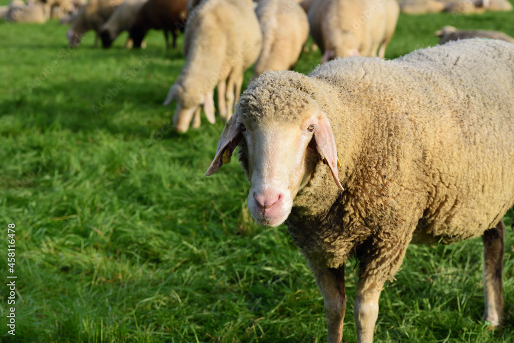 A white sheep stands in front of a flock of sheep in the countryside, on a pasture A white sheep stands in front of a flock of sheep in the countryside, on a pasture