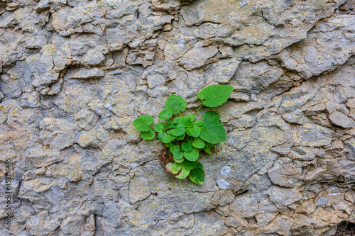 Natural stone, background used for design works, close-up, upper angle. photo