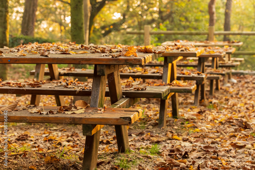 Golden autumn concept. Leaves fallen from trees covered wooden tables outdoors. Sun ray. Autumn background Golden autumn concept. Leaves fallen from trees covered wooden tables outdoors. Sun ray. Autumn background