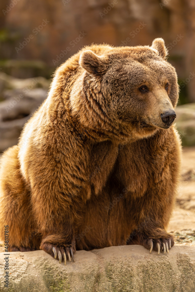 Fototapeta premium Brown bear on rocks at the zoo Concept of conservation of wildlife in captivity