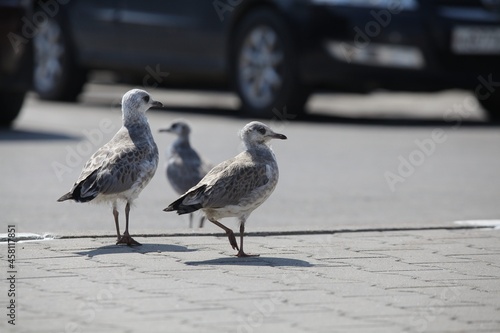 burd in city