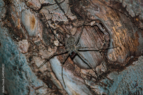 Spider On Tree © שחר יעקב