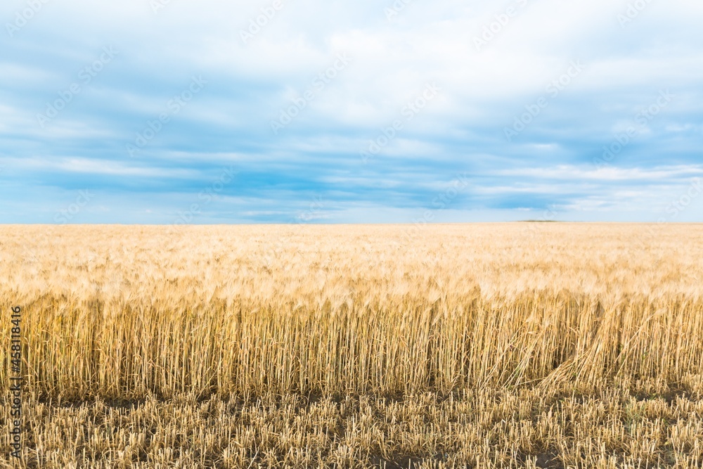 Wheat flied panorama with blue sky