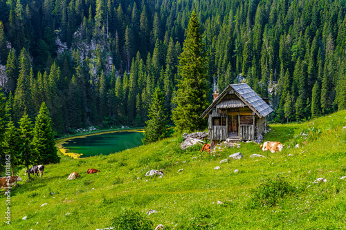 Принти на полотні Cows grazing by wooden small mountain hut at Koca na Planini pri Jezeru in Bohin