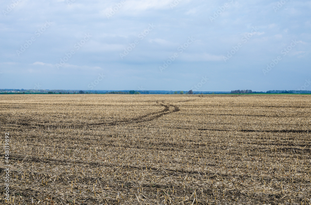 Dry corn field after harvest on a rural farm. Corn field after winter Dry corn field after harvest on a rural farm. Corn field after winter