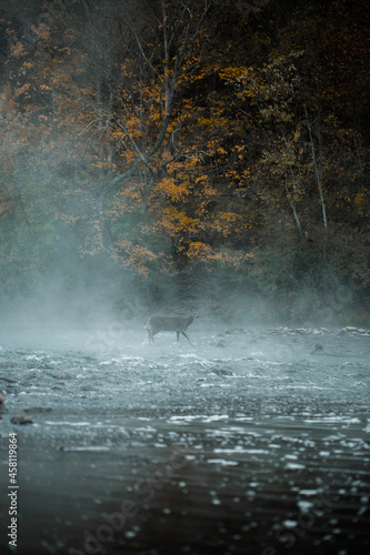 morning in the forest