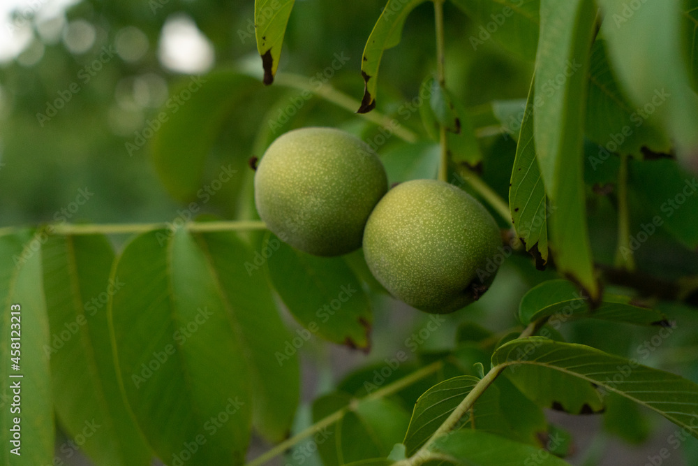 pears on a branch. Several young fruit fruits. Garden plants. Ripe pear in the garden or farm. Banner pears on a branch. Several young fruit fruits. Garden plants. Ripe pear in the garden or farm. Banner