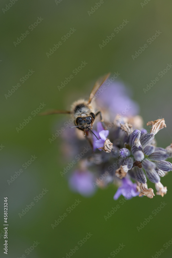 pollinisation de lavande. Une abeille dans une fleur cherche le pollen. Gros plan d'une abeille pollinisant. pollinisation de lavande. Une abeille dans une fleur cherche le pollen. Gros plan d'une abeille pollinisant.