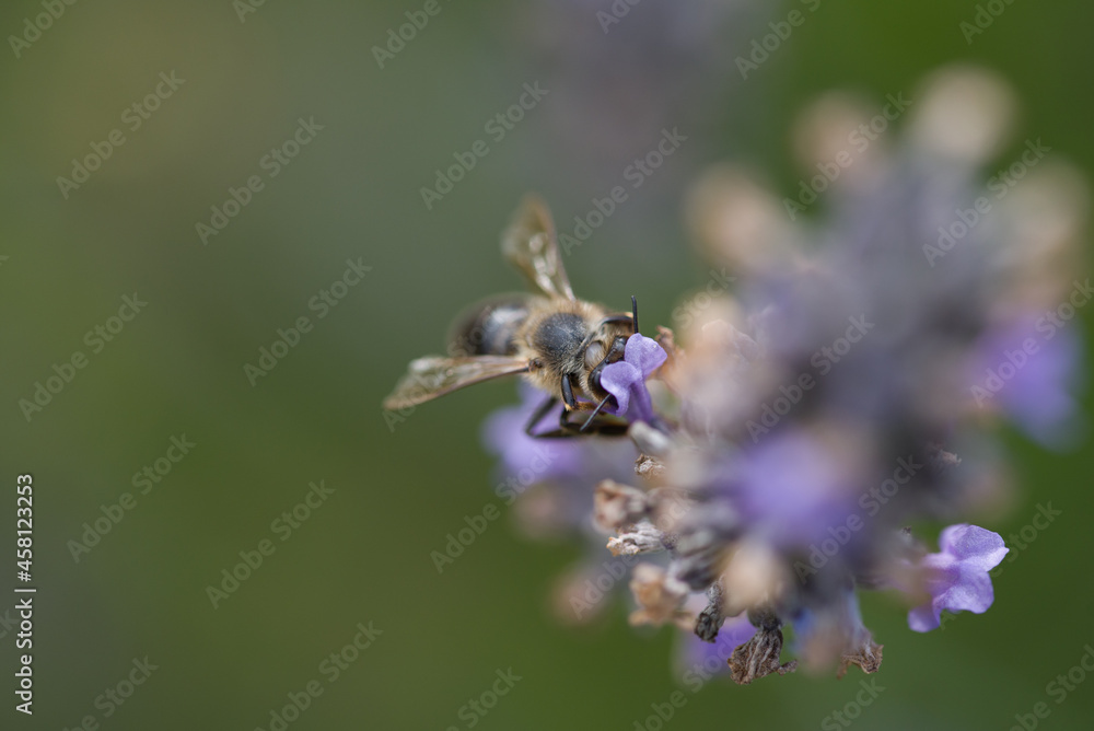 pollinisation de lavande. Une abeille dans une fleur cherche le pollen. Gros plan d'une abeille pollinisant. pollinisation de lavande. Une abeille dans une fleur cherche le pollen. Gros plan d'une abeille pollinisant.