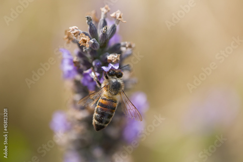 pollinisation de lavande. Une abeille dans une fleur cherche le pollen. Gros plan d'une abeille pollinisant.  © david