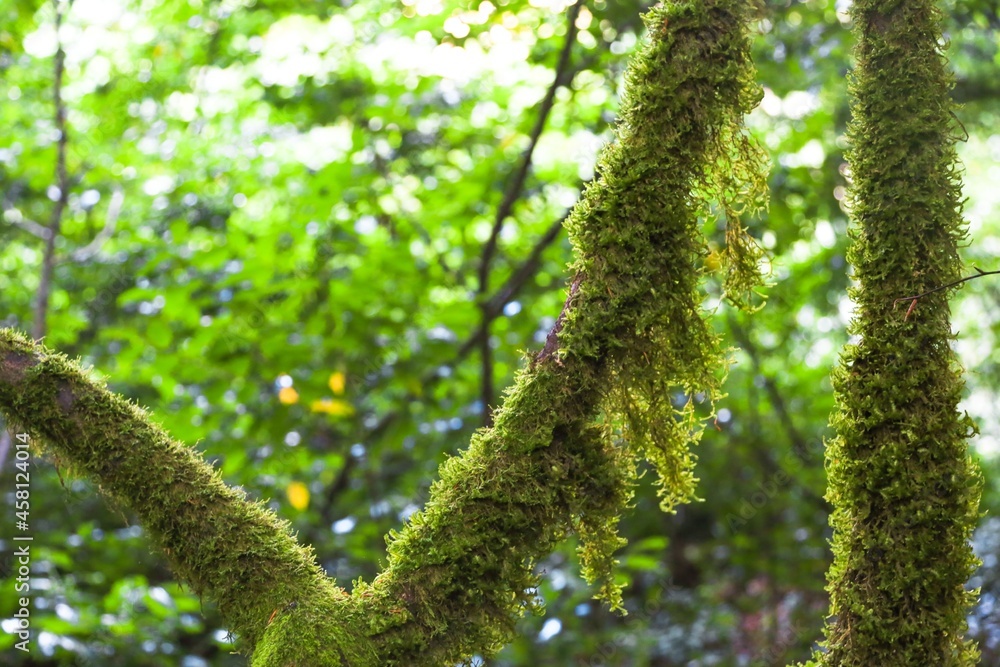 Obraz premium A green natural thick tropical rain forest