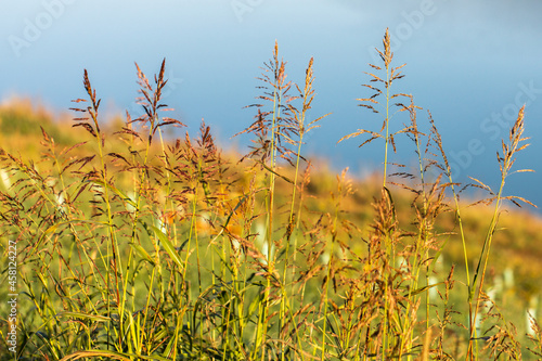 Golden autumn concept. Dry plants on the background of the lake. Dry grass. Autumn background. Sun light