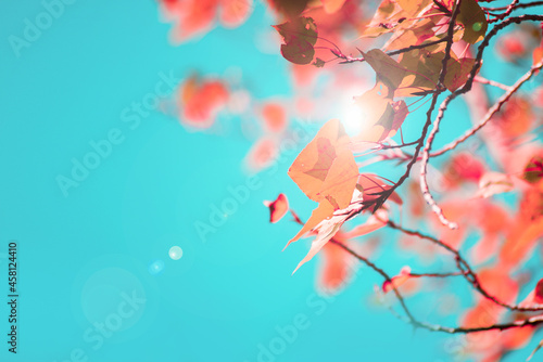 Beautiful autumn background of red leaves on birch branches ,bokeh, blurred effects and glare from sun's rays agants the blue sky, selective focus.