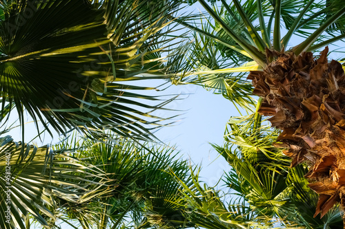 Palm tree crowns against blue sky. Bottom view on palm trees.