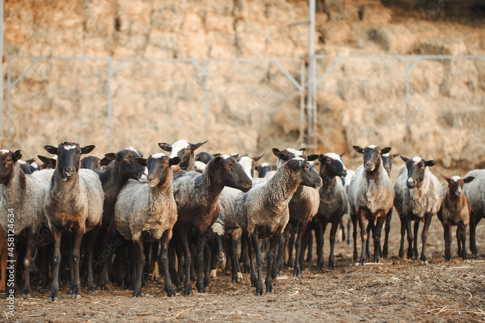 Obraz premium Sheep farm. Group of sheep domestic animals.