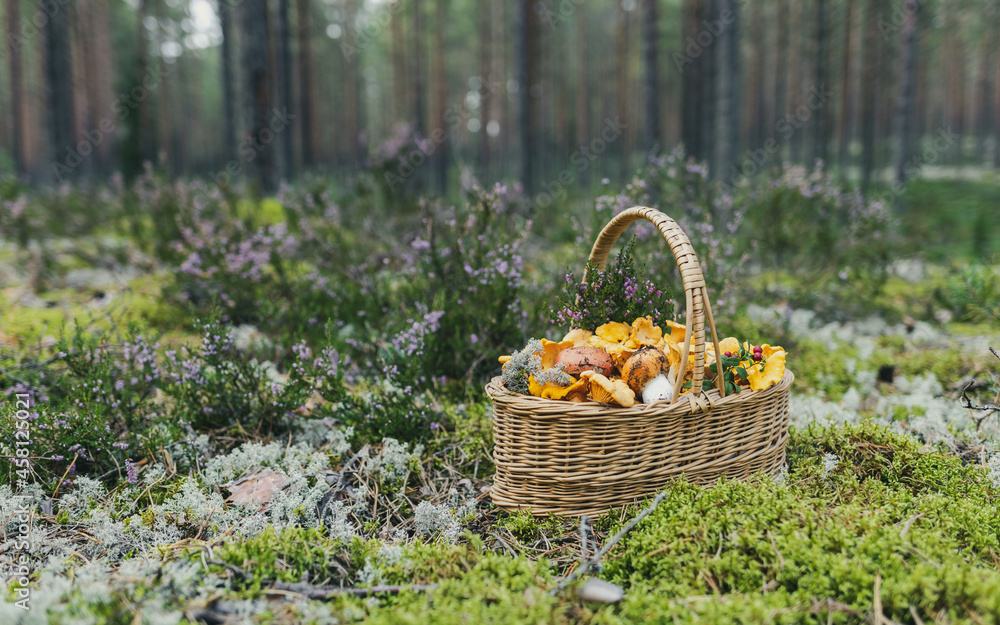 Basket with mushrooms in the moss in the forest Basket with mushrooms in the moss in the forest