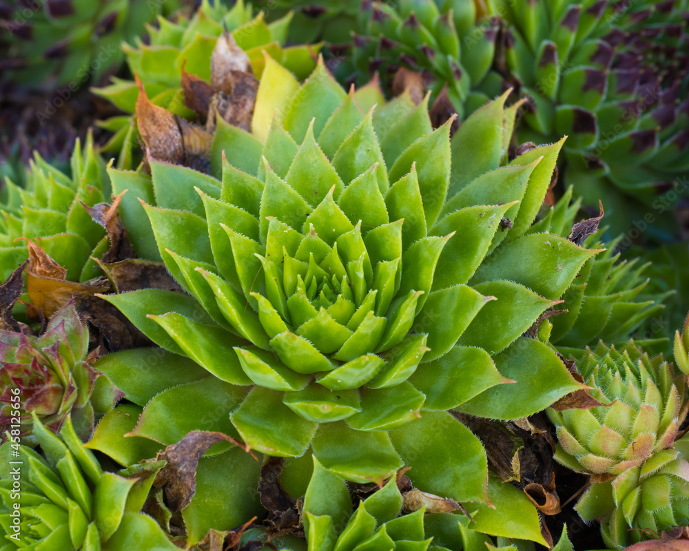 Nature sketch in garden, green sempervivums close up Nature sketch in garden, green sempervivums close up