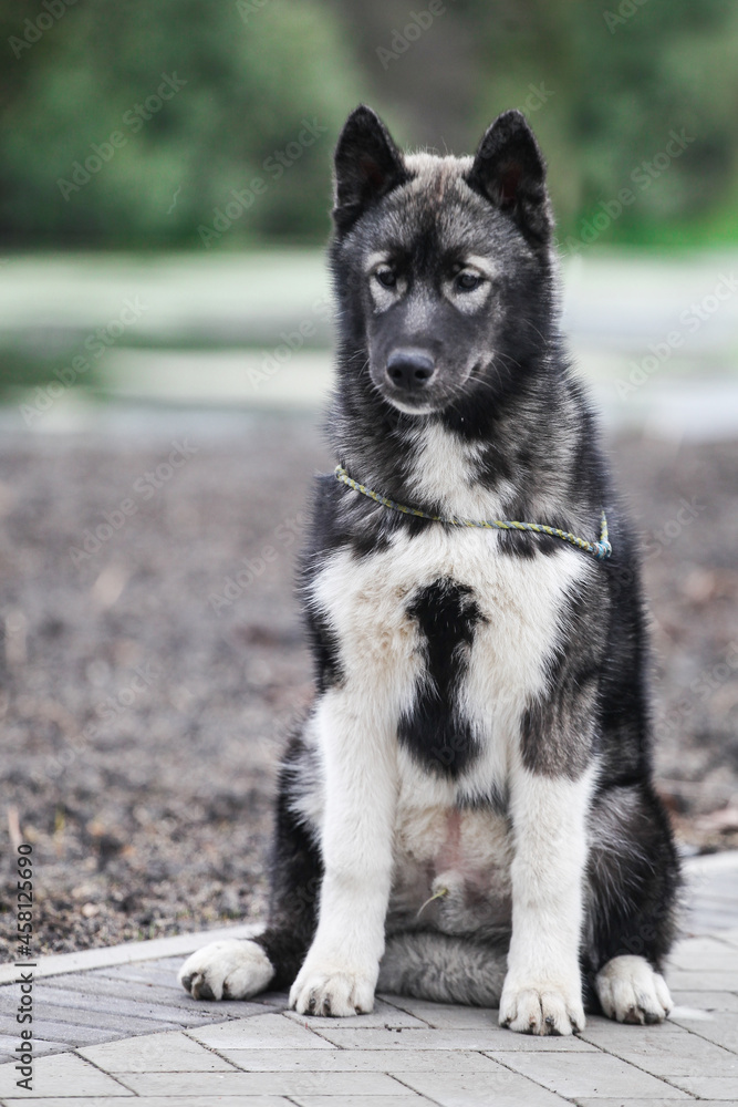 Gray husky puppy looks like a wolf Gray husky puppy looks like a wolf