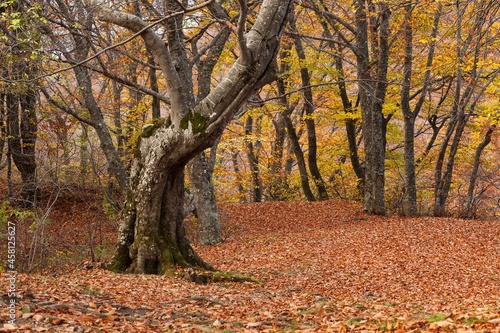 Beauty autumn forest landscape