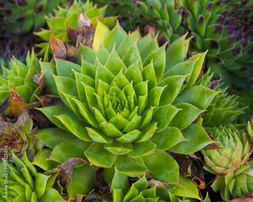 Nature sketch in garden, green sempervivums close up