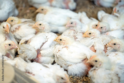 White broiler Chicken at the poultry farm. © davit85