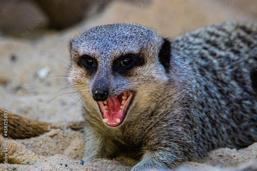 Fototapeta premium portrait meerkat opened his mouth
