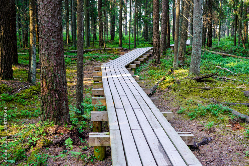 wooden plank footpath in forest for hiking in wild nature