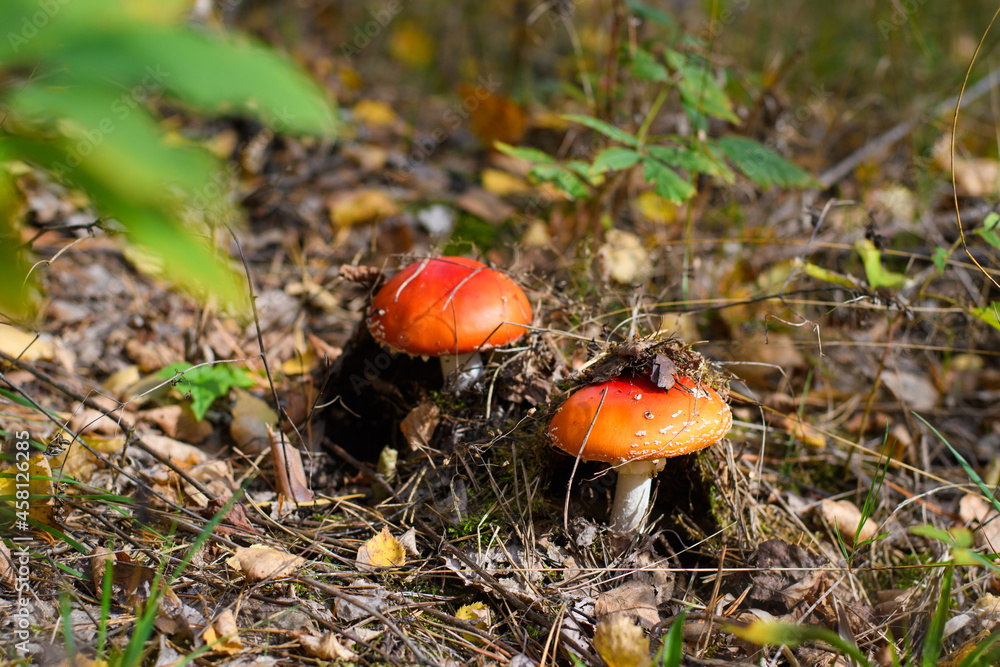 Poisonous red mushrooms amanita in a pine forest close-up. Selective focus on the right fly agaric. Poisonous red mushrooms amanita in a pine forest close-up. Selective focus on the right fly agaric.