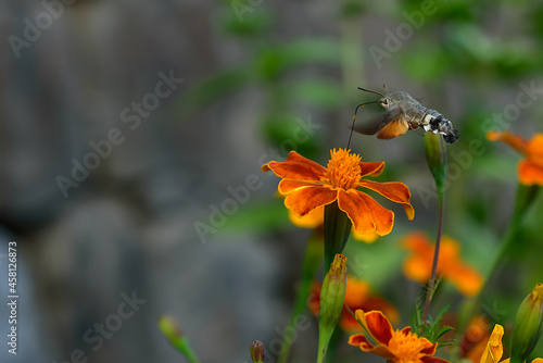 The insect collects nectar from the flower