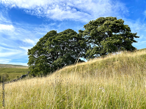 Trees, on the sloping hills above Cray, with wild grasses, and blue skies in, Cray, Yorkshire, UK photo