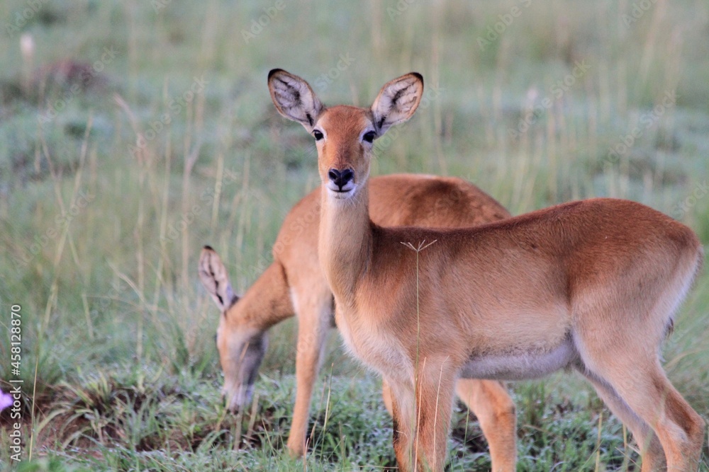 Impala portrait in Murchison National park, Uganda Impala portrait in Murchison National park, Uganda