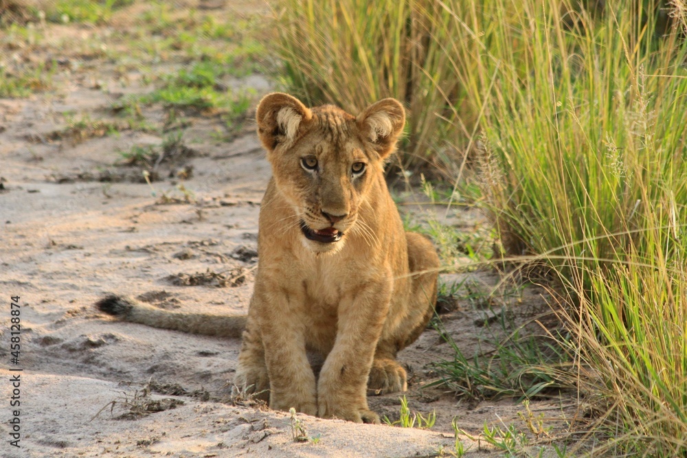 Portrait of a cute lion cub, Murchison falls National park, Uganda Portrait of a cute lion cub, Murchison falls National park, Uganda