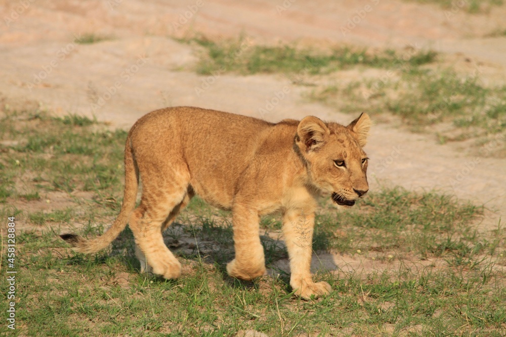 Portrait of an African lion cub walking, Murchison falls National park, Uganda 