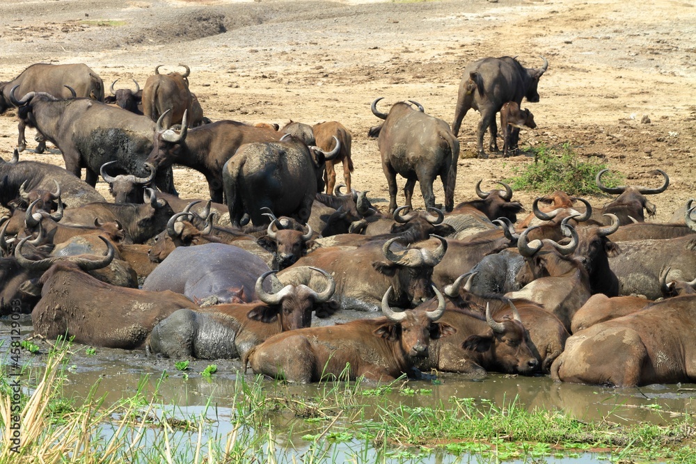 herd of buffaloes cooling in the river water, Queen Elizabeth National park, Uganda herd of buffaloes cooling in the river water, Queen Elizabeth National park, Uganda