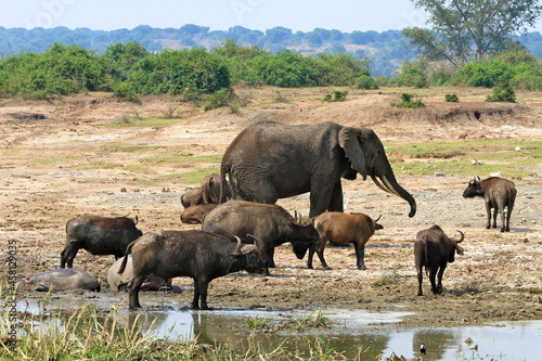 elephants and buffaloes  in the savannah