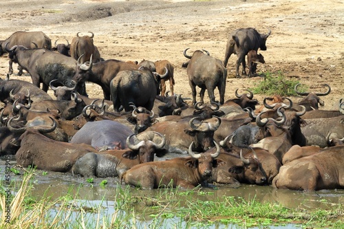 herd of buffaloes cooling in the river water, Queen Elizabeth National park, Uganda  photo