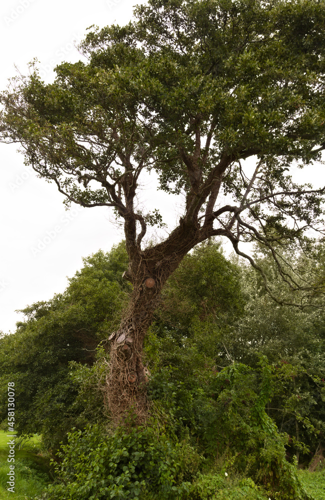 Overgrown tree - Jersey - UK