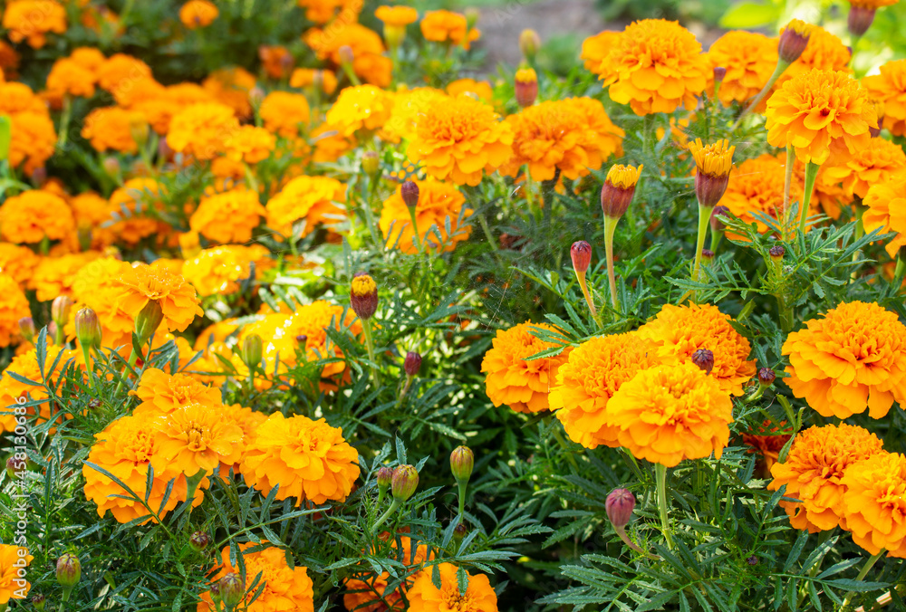 Beautiful yellow marigold flowers, garden marigolds. Close-up of calendula flowers.
