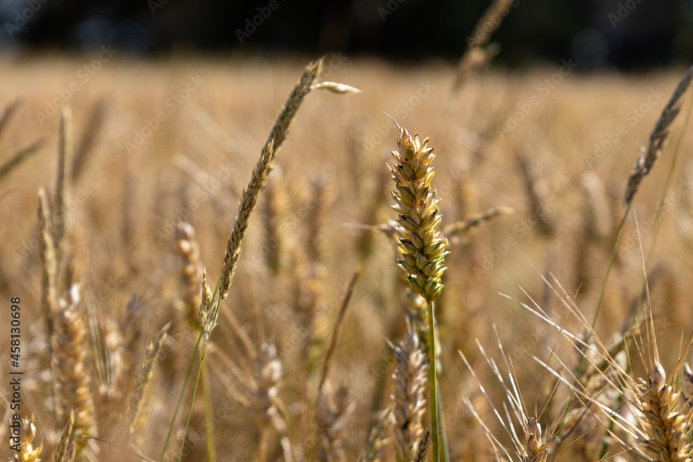 Fototapeta premium Epis de blé