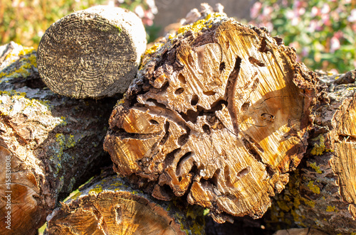 A cut apple tree stump eaten by tree beetles. Freshly cut tree stump.