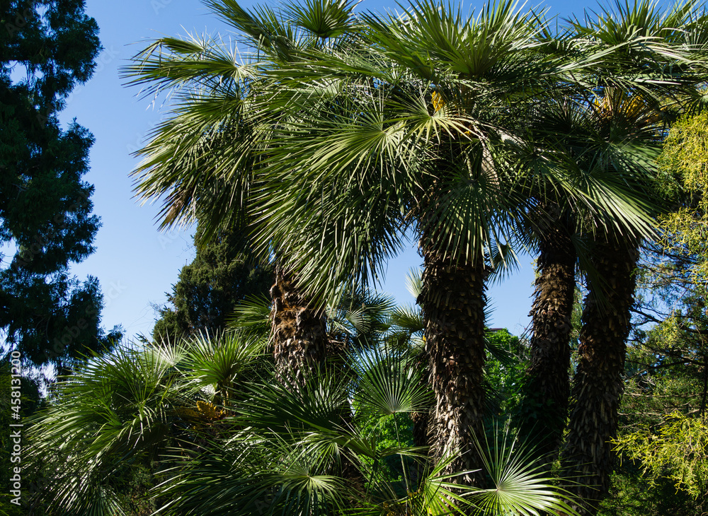 Beautiful palm tree Chamaerops humilis, European fan or Mediterranean dwarf palm in Arboretum Park Southern Cultures in Sirius (Adler) Sochi.