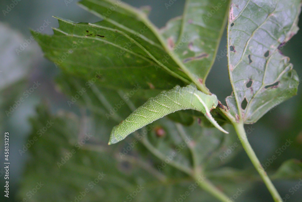 Portrait, Nahaufnahme einer Schmetterlingsraupe an einer Pflanze.

