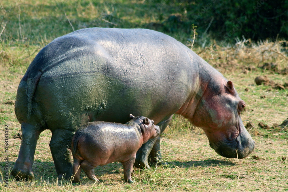 Portrait of a big hippopotamus with her baby Portrait of a big hippopotamus with her baby