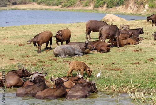 Herd of buffaloes in the water on the river shore, Queen Elizabeth National park, Uganda 