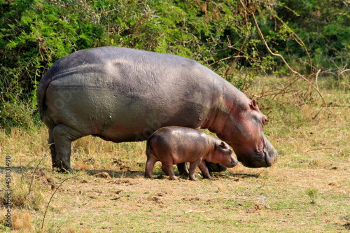 Baby hippopotamus with his mother seen during a safari in Uganda 